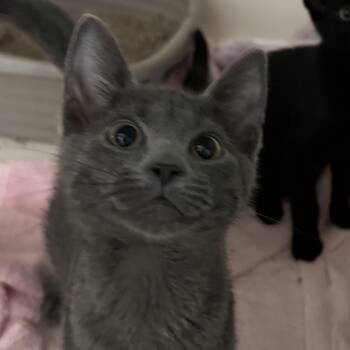 Joey -  Domestic Short Hair Cat for Adoption in Chicago, Illinois - Joey | PetCurious