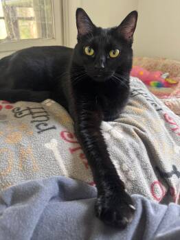 Domestic Short Hair Cats Available for Adoption in Oak Forest, Illinois - Chalupa-Bonded With Gordita | PetCurious