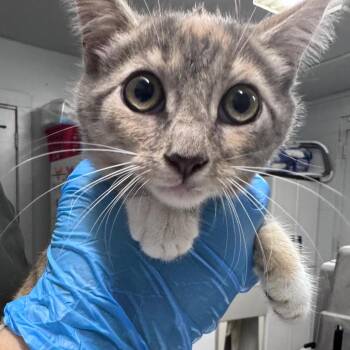 Yennefer -  Domestic Short Hair Cat for Adoption in Summerville, South Carolina - Yennefer | PetCurious