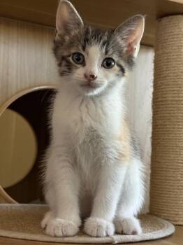 Sunny Side Up -  Domestic Short Hair Cat for Adoption in Dallas, Texas - Sunny Side Up | PetCurious
