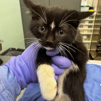 Chai -  Domestic Short Hair Cat for Adoption in Keizer, Oregon - Chai | PetCurious
