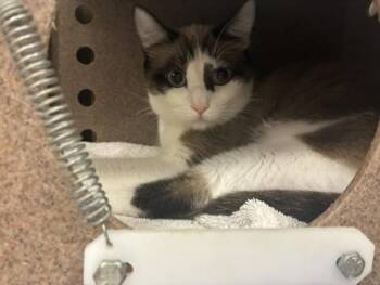 OWLET -  Domestic Short Hair Cat for Adoption in Colorado Springs, Colorado - OWLET | PetCurious