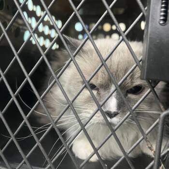 Ragdoll Cats Available for Adoption - Finnegan | PetCurious