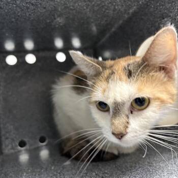 Lala -  Domestic Short Hair Cat for Adoption in Newark, New Jersey - Lala | PetCurious