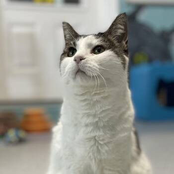 Tabby Cats Available for Adoption in Hoquiam, Washington - Kiki - New To Us | PetCurious