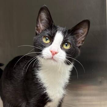 Dempsey -  Domestic Short Hair Cat for Adoption in Harrisonburg, Virginia - Dempsey | PetCurious