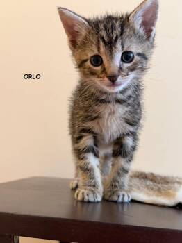 Orlo -  Tabby and Domestic Short Hair Cat for Adoption in Buford, Georgia - Orlo | PetCurious
