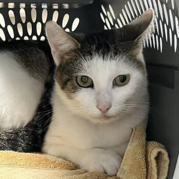 Snowball -  Domestic Short Hair Cat for Adoption in Dekalb, Illinois - Snowball | PetCurious