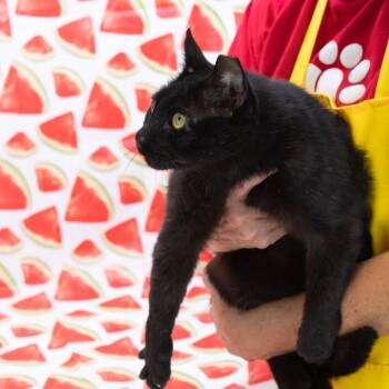 Mike-C -  Domestic Short Hair Cat for Adoption in East St. Louis, Illinois - Mike-C | PetCurious
