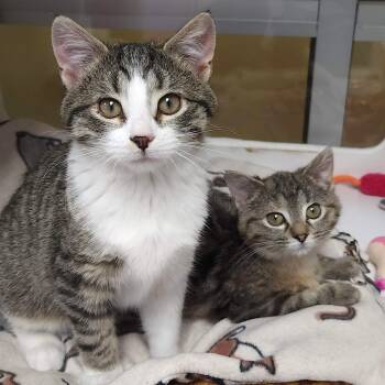 Domestic Short Hair Cats Available for Adoption - Starchy & Party Pat | PetCurious