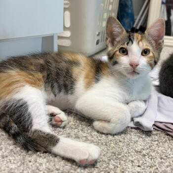Mia -  Domestic Short Hair Cat for Adoption in Sarasota, Florida - Mia | PetCurious