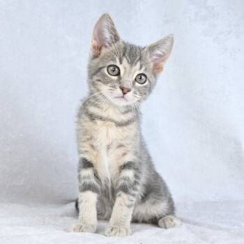 Rescue Domestic Short Hair Cats for Adoption in Mobile, Alabama - Yoshi | PetCurious