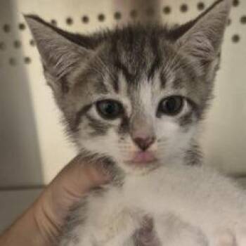 BW -  Domestic Short Hair Cat for Adoption in Norman, Oklahoma - BW | PetCurious