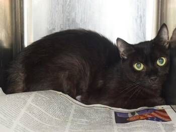 CHRISSA (GARDEN CAT) -  Domestic Short Hair Cat for Adoption in Sacramento, California - CHRISSA (GARDEN CAT) | PetCurious