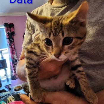 Data ARC2026-375 -  Domestic Medium Hair Cat for Adoption in Akron, New York - Data ARC2026-375 | PetCurious