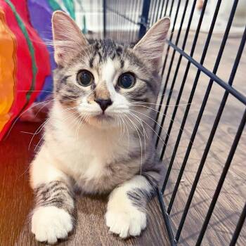 Meatball -  Domestic Medium Hair Cat for Adoption in Lewisville, Texas - Meatball | PetCurious