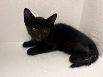 AUGIE -  Domestic Short Hair Cat for Adoption in Ontario, California - AUGIE | PetCurious