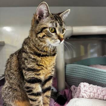 Big Hitter -  Domestic Short Hair Cat for Adoption in Wheeling, Illinois - Big Hitter | PetCurious