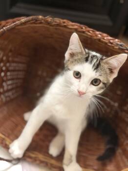 Oreo -  Domestic Short Hair Cat for Adoption in Crossville, Tennessee - Oreo | PetCurious