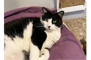 Maryjane -  Domestic Short Hair Cat for Adoption in Lincoln, Nebraska - Maryjane | PetCurious