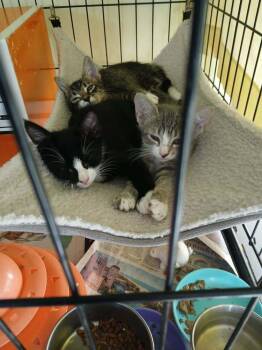 Ryobi -  Domestic Short Hair Cat for Adoption in Alafaya, Florida - Ryobi | PetCurious
