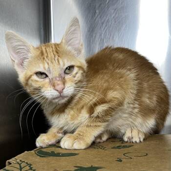 Kitty Purry -  Domestic Short Hair Cat for Adoption in Palm Springs, California - Kitty Purry | PetCurious