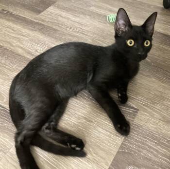 Tiger Moongleam -  Domestic Short Hair Cat for Adoption in Chandler, Arizona - Tiger Moongleam | PetCurious