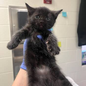 Kumquat -  Domestic Short Hair Cat for Adoption in Charlottesville, Virginia - Kumquat | PetCurious