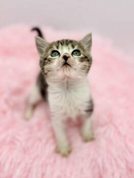 Disorderly Conduct -  Domestic Medium Hair Cat for Adoption in Covington, Louisiana - Disorderly Conduct | PetCurious