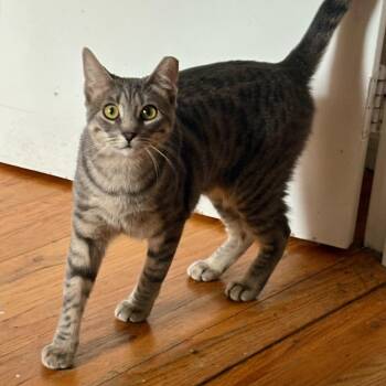 Rescue Domestic Short Hair Cats for Adoption - Posh | PetCurious