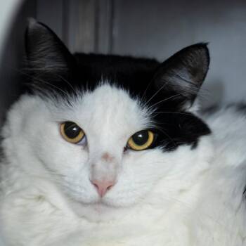 Oreo -  Domestic Long Hair Cat for Adoption in Middletown, Rhode Island - Oreo | PetCurious
