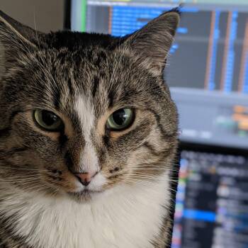 Kaddu - Home to Home -  Domestic Short Hair Cat for Adoption in South Elgin, Illinois - Kaddu - Home To Home | PetCurious