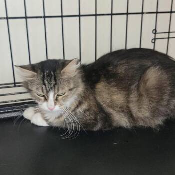 Ascadi -  Domestic Long Hair Cat for Adoption in New York, New York - Ascadi | PetCurious