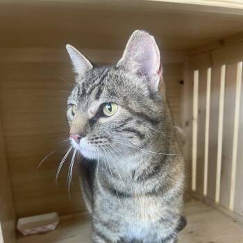 Spook -  Domestic Short Hair Cat for Adoption in Torrey, Utah - Spook | PetCurious