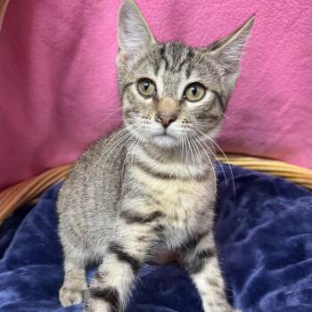 Woody -  Domestic Short Hair Cat for Adoption in Beaumont, Texas - Woody | PetCurious
