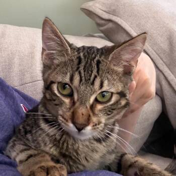Dennis -  Domestic Short Hair Cat for Adoption in Bentonville, Arkansas - Dennis | PetCurious