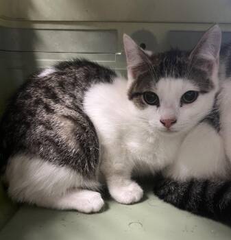 2026-58 Steven Styles -  Domestic Short Hair Cat for Adoption in Windsor, Connecticut - 2026-58 Steven Styles | PetCurious