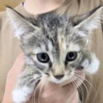 Frito-4702 -  Domestic Short Hair Cat for Adoption in Tyler, Texas - Frito-4702 | PetCurious