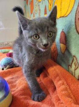 Gomez -  Domestic Short Hair Cat for Adoption in Bucyrus, Ohio - Gomez | PetCurious