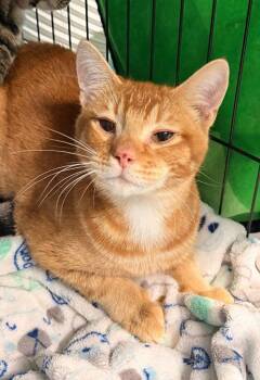 Domestic Short Hair Cats Available for Adoption in Battle Ground, Washington - Phoenix | PetCurious