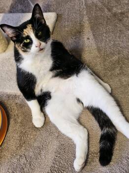 Calico Cats Available for Adoption - Laurel | PetCurious