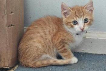 Ginny (FCID# 06/09/2026 - 8 Brandywine PS) KC -  Tabby Cat for Adoption in Greenville, Delaware - Ginny (FCID# 06/09/2026 - 8 Brandywine PS) KC | PetCurious