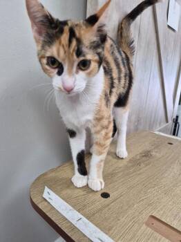 Domestic Short Hair Cats Available for Adoption in Rome, Georgia - Cricket | PetCurious