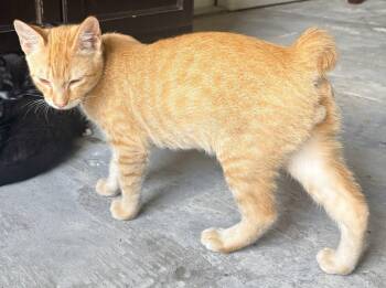 Leo Connor the Handsome Manx -  Domestic Short Hair and Manx Cat for Adoption in Oviedo, Florida - Leo Connor The Handsome Manx | PetCurious