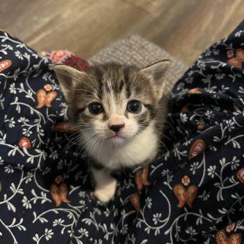 Slate -  Domestic Short Hair Cat for Adoption in Fredericksburg, Virginia - Slate | PetCurious