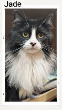Jade -  Domestic Long Hair Cat for Adoption in Caistor Centre, Ontario - Jade | PetCurious
