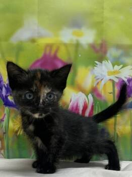 Domestic Short Hair Cats Available for Adoption in San Antonio, Texas - Raspberry | PetCurious