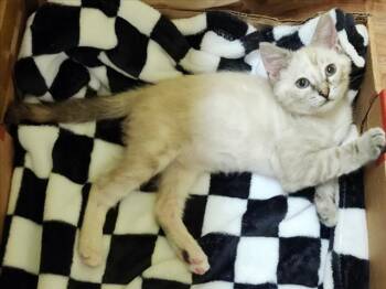 *BELLCLAIR -  Domestic Short Hair Cat for Adoption in Woodland, California - *BELLCLAIR | PetCurious