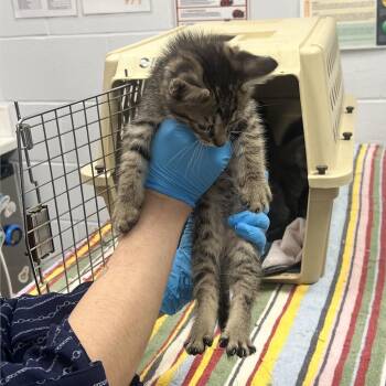 Domestic Medium Hair Cats Available for Adoption in West Palm Beach, Florida - Jardin | PetCurious