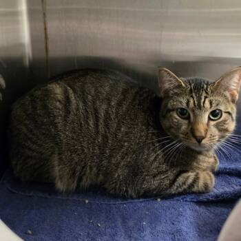 Felix -  Domestic Short Hair Cat for Adoption in Briarcliff Manor, New York - Felix | PetCurious